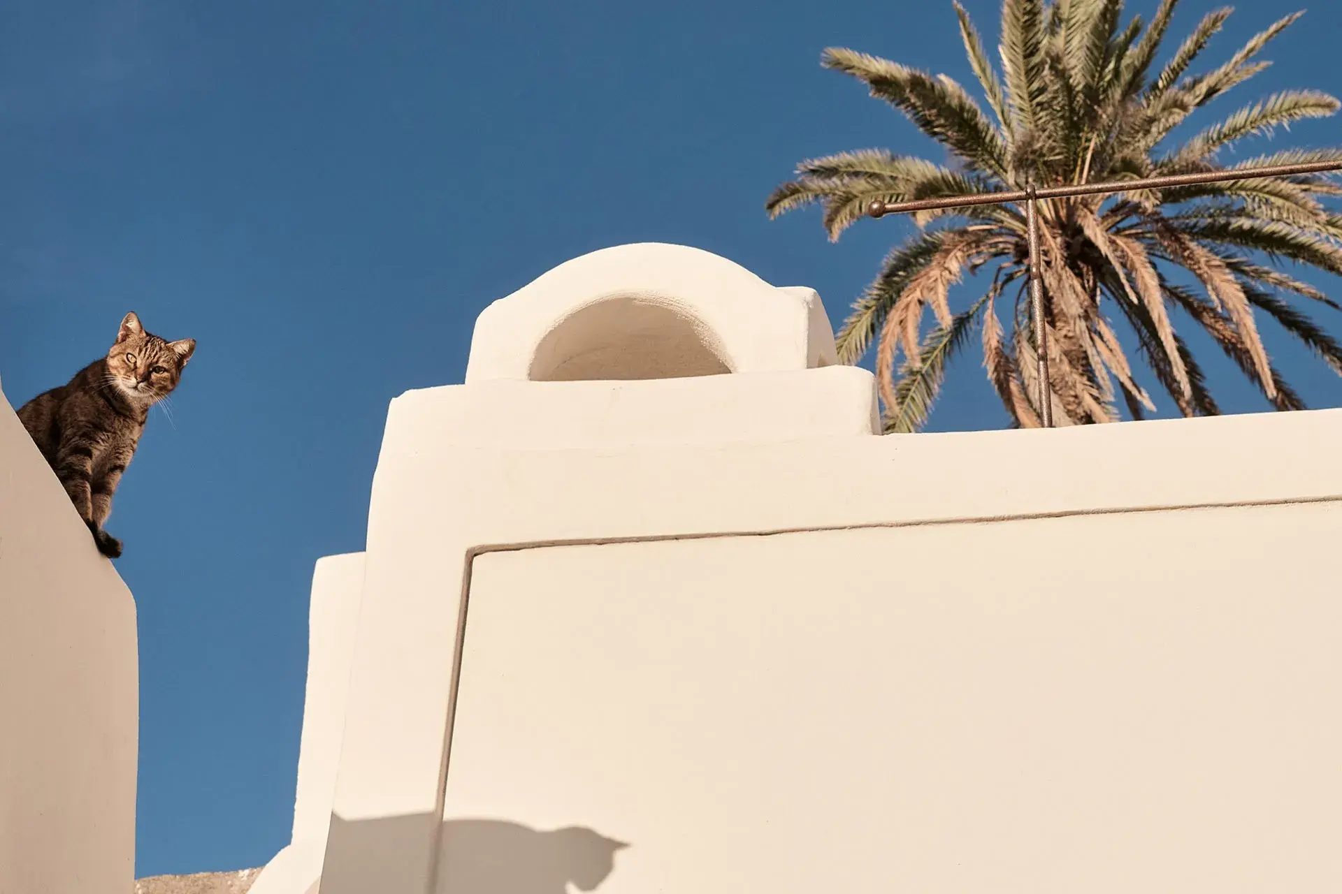 Born from the love of life